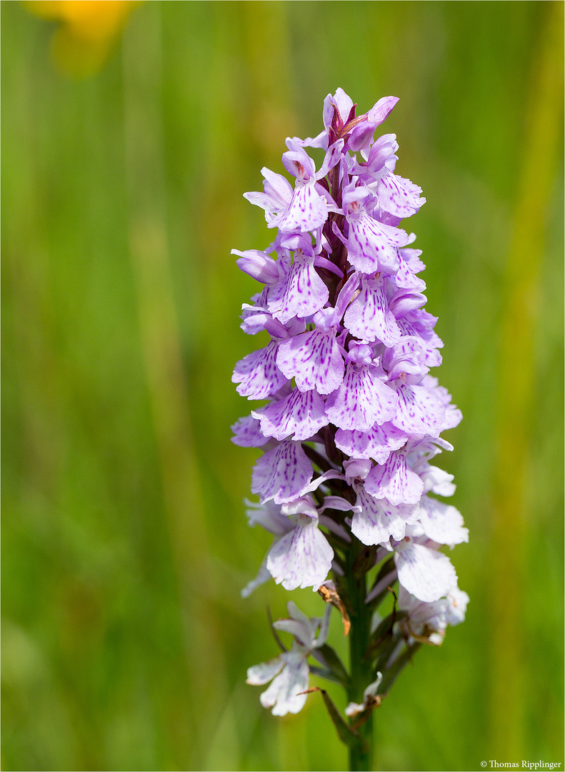 Fuchs’ Knabenkraut (Dactylorhiza fuchsii) 3332