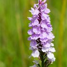 Fuchs’ Knabenkraut (Dactylorhiza fuchsii) 3332