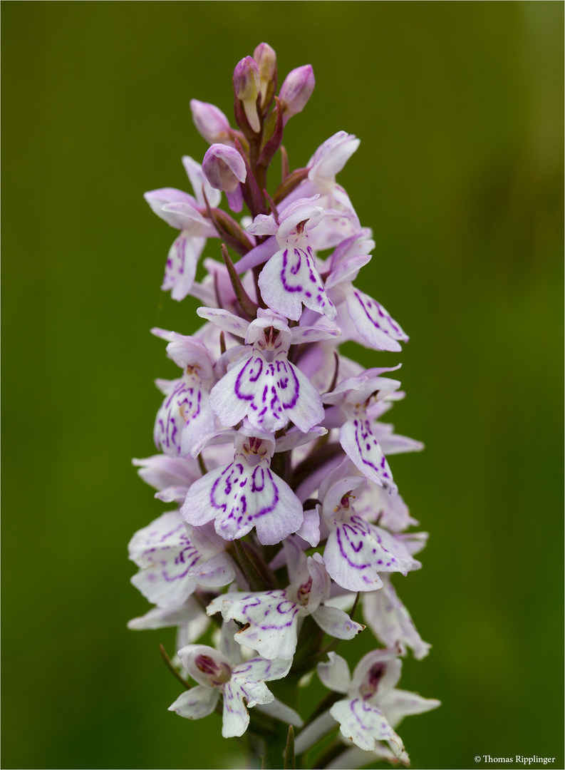 Fuchs’ Knabenkraut (Dactylorhiza fuchsii) 3344