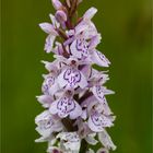 Fuchs’ Knabenkraut (Dactylorhiza fuchsii) 3344