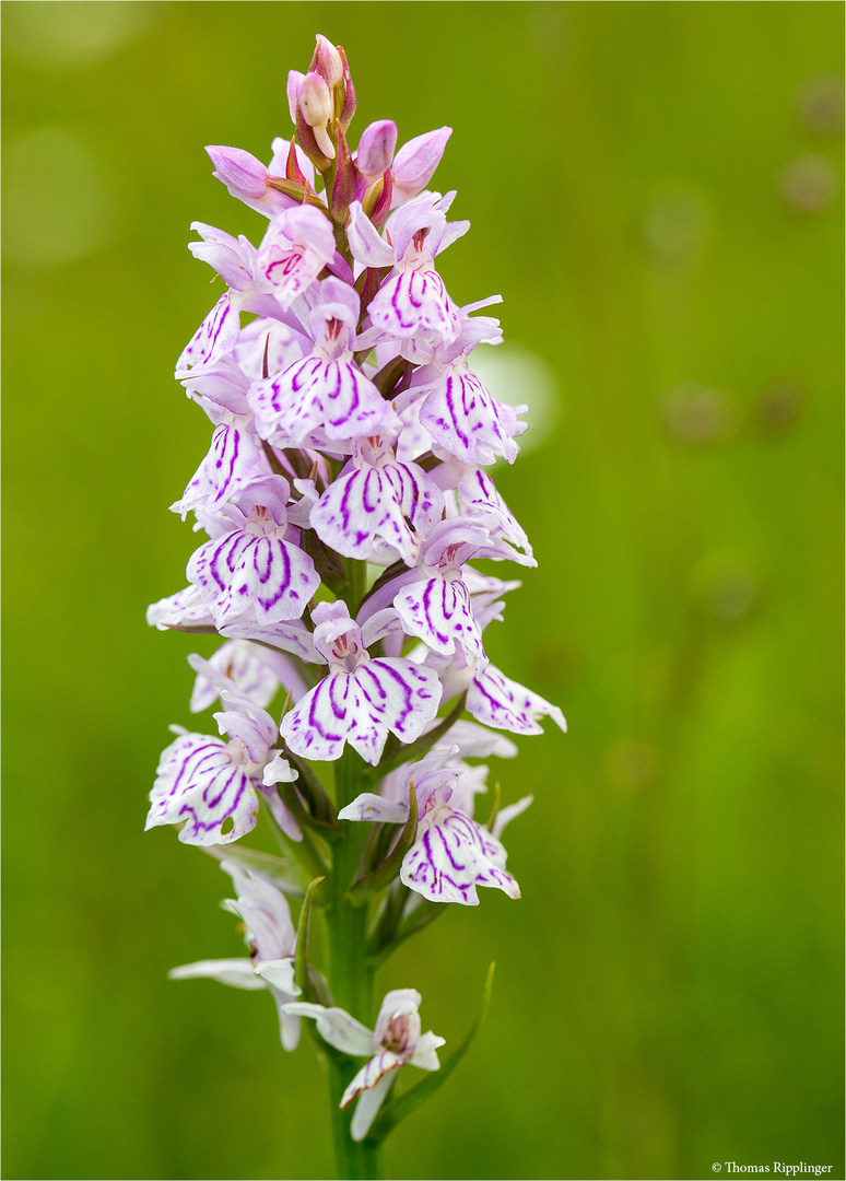 Fuchs’ Knabenkraut (Dactylorhiza fuchsii) 3347