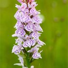 Fuchs’ Knabenkraut (Dactylorhiza fuchsii) 3347