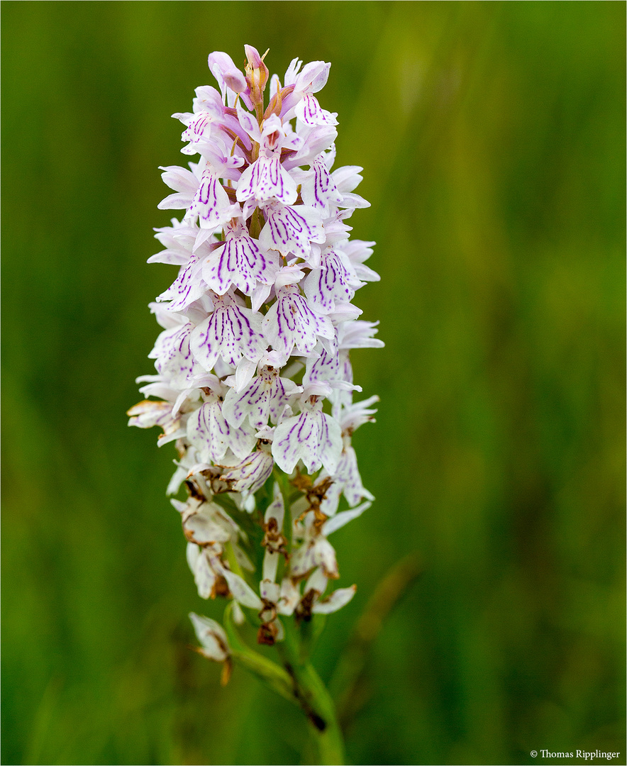 Fuchs’ Knabenkraut (Dactylorhiza fuchsii) 3354