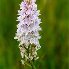 Fuchs’ Knabenkraut (Dactylorhiza fuchsii) 3354