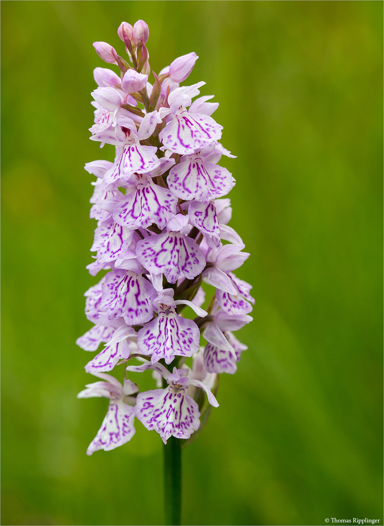 Fuchs’ Knabenkraut (Dactylorhiza fuchsii) 3359