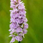 Fuchs’ Knabenkraut (Dactylorhiza fuchsii) 3359