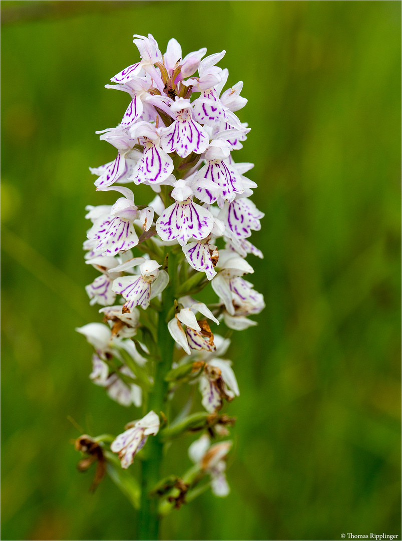 Fuchs’ Knabenkraut (Dactylorhiza fuchsii) 3362