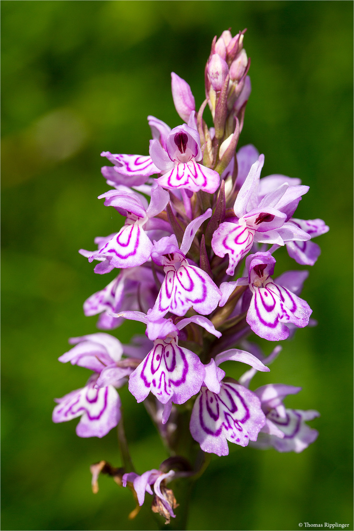 Fuchs’ Knabenkraut (Dactylorhiza fuchsii) 3372