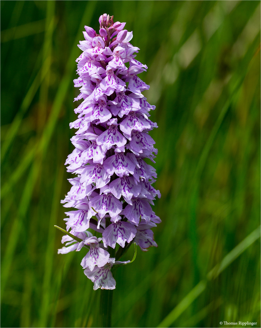 Fuchs’ Knabenkraut (Dactylorhiza fuchsii) 3375