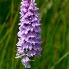 Fuchs’ Knabenkraut (Dactylorhiza fuchsii) 3375