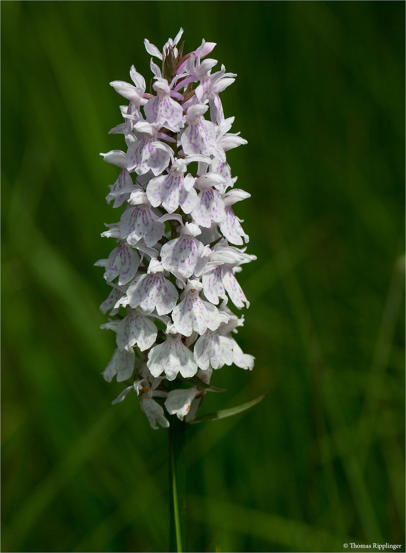 Fuchs’ Knabenkraut (Dactylorhiza fuchsii) 3380