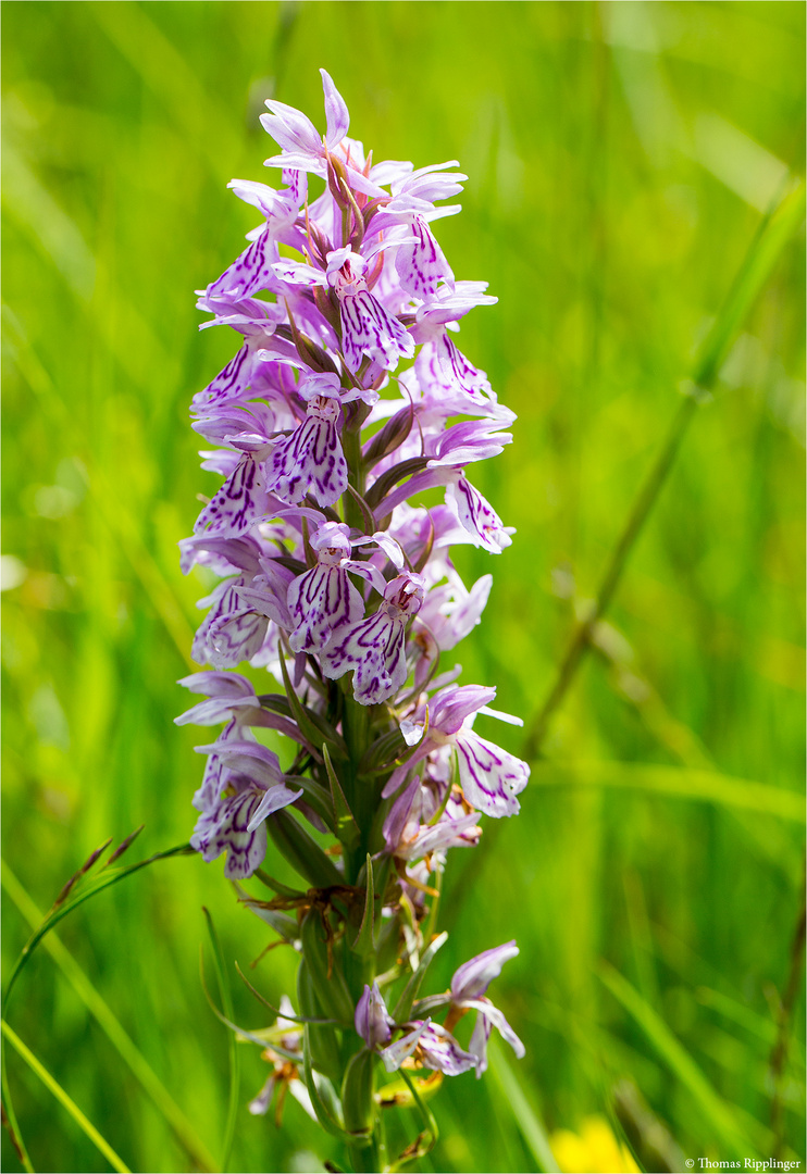 Fuchs’ Knabenkraut (Dactylorhiza fuchsii) 3383