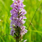 Fuchs’ Knabenkraut (Dactylorhiza fuchsii) 3383