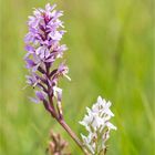 Fuchs’ Knabenkraut (Dactylorhiza fuchsii) 3395