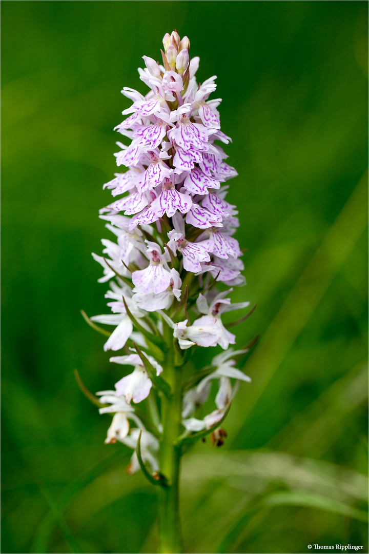 Fuchs’ Knabenkraut (Dactylorhiza fuchsii) 3407