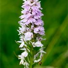 Fuchs’ Knabenkraut (Dactylorhiza fuchsii) 3407