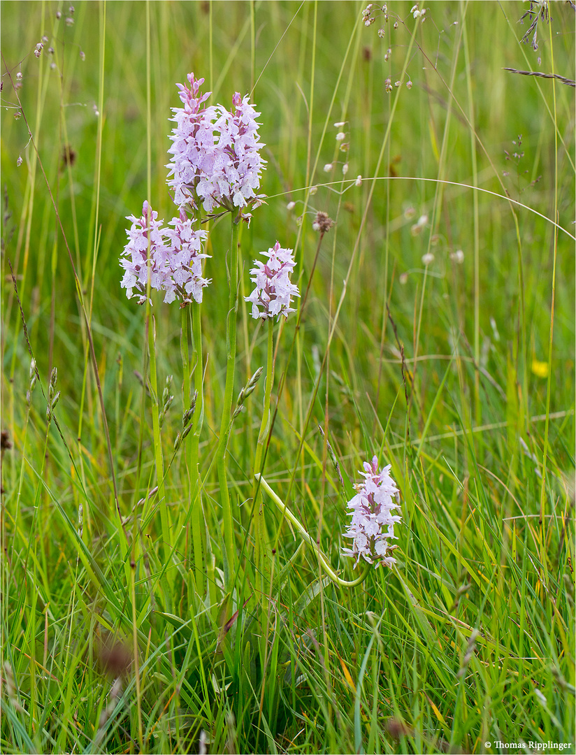 Fuchs’ Knabenkraut (Dactylorhiza fuchsii) 3408