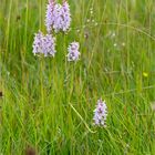 Fuchs’ Knabenkraut (Dactylorhiza fuchsii) 3408