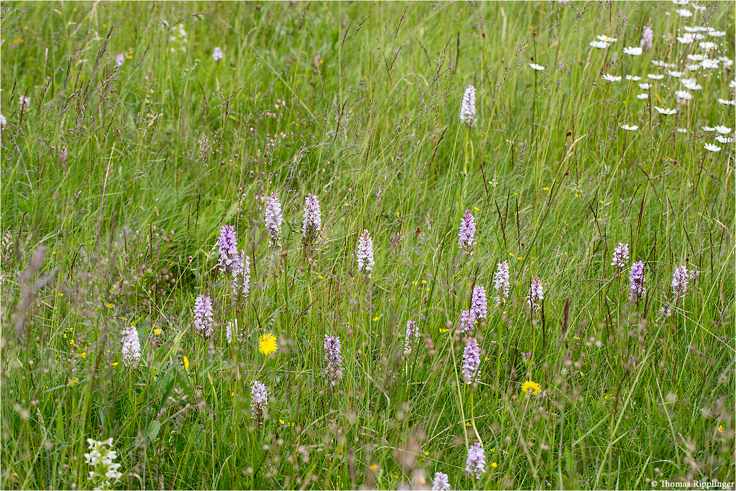 Fuchs’ Knabenkraut (Dactylorhiza fuchsii) 3444