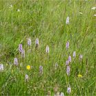 Fuchs’ Knabenkraut (Dactylorhiza fuchsii) 3444