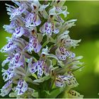 Fuchs Knabenkraut (Dactylorhiza fuchsii) ...