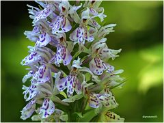 Fuchs Knabenkraut (Dactylorhiza fuchsii) ...