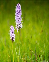 Fuchs’ Knabenkraut (Dactylorhiza fuchsii)