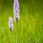 Fuchs’ Knabenkraut (Dactylorhiza fuchsii) ...