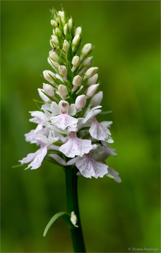 Fuchs’ Knabenkraut (Dactylorhiza fuchsii).