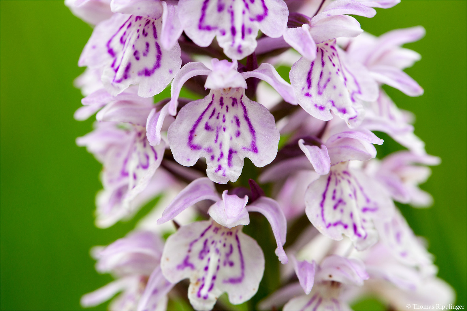 Fuchs’ Knabenkraut (Dactylorhiza fuchsii) .