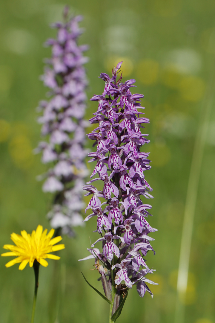 Fuchs’ Knabenkraut (Dactylorhiza fuchsii)