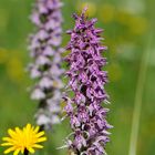 Fuchs’ Knabenkraut (Dactylorhiza fuchsii)