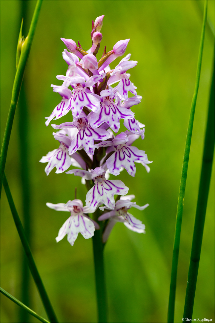 Fuchs’ Knabenkraut (Dactylorhiza fuchsii).. ......