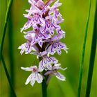 Fuchs’ Knabenkraut (Dactylorhiza fuchsii).. ......