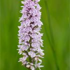 Fuchs’ Knabenkraut (Dactylorhiza fuchsii)..