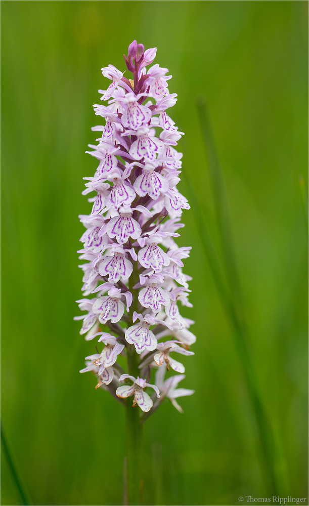 Fuchs’ Knabenkraut (Dactylorhiza fuchsii)..