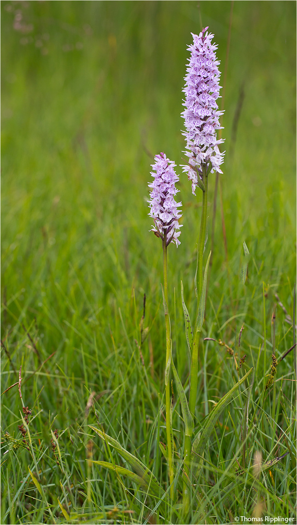 Fuchs’ Knabenkraut (Dactylorhiza fuchsii)