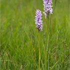 Fuchs’ Knabenkraut (Dactylorhiza fuchsii)