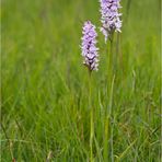 Fuchs’ Knabenkraut (Dactylorhiza fuchsii)