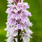 Fuchs’ Knabenkraut (Dactylorhiza fuchsii) .....