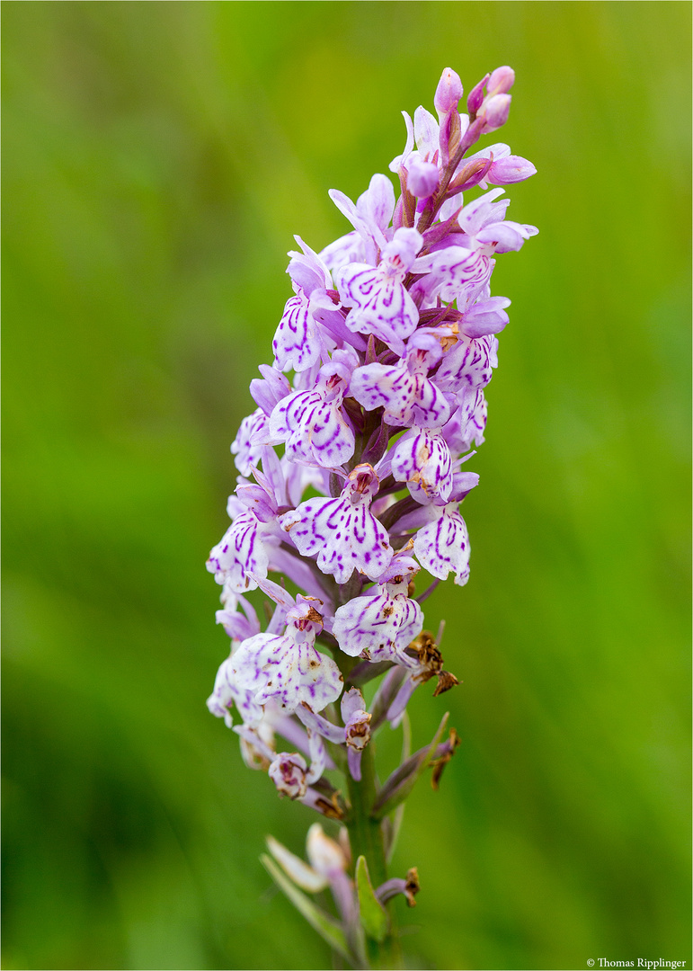 Fuchs’ Knabenkraut (Dactylorhiza fuchsii)