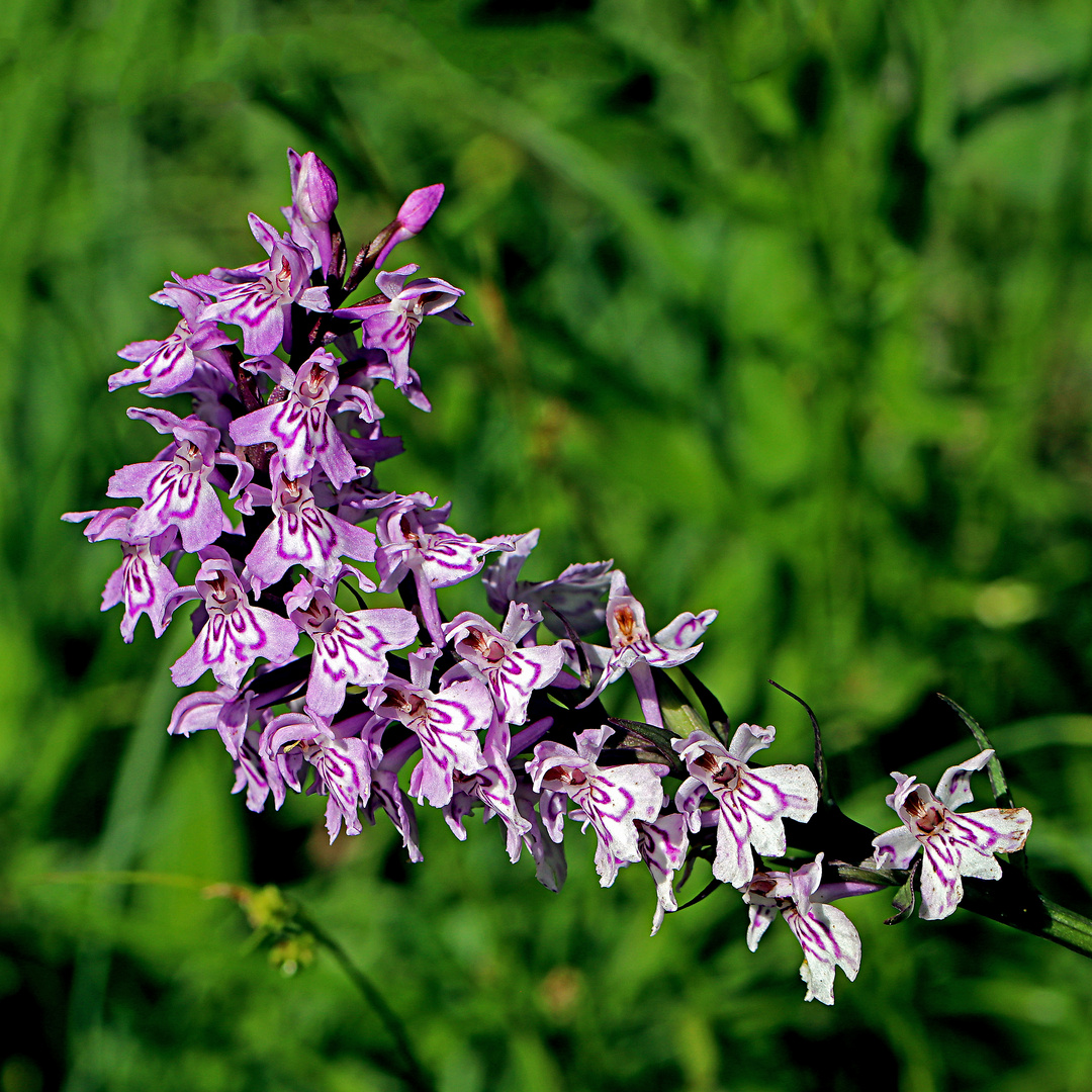 Fuchs’ Knabenkraut (Dactylorhiza fuchsii)