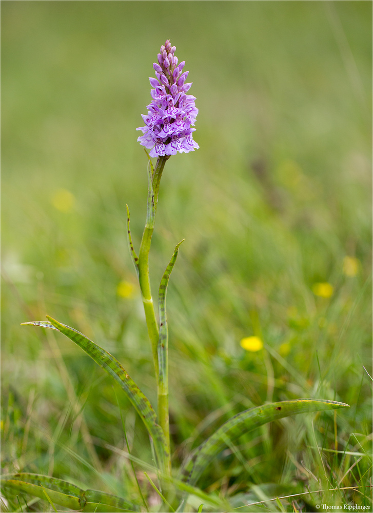 Fuchs’ Knabenkraut (Dactylorhiza fuchsii)