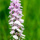 Fuchs’ Knabenkraut (Dactylorhiza fuchsii).