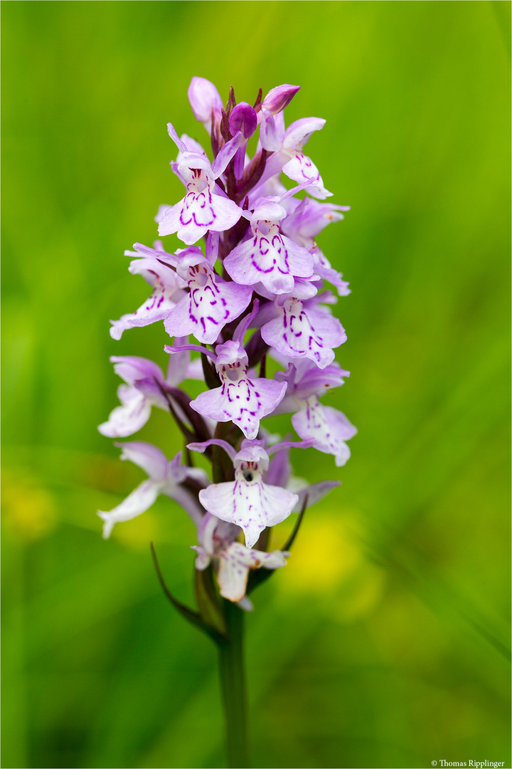 Fuchs’ Knabenkraut (Dactylorhiza fuchsii).. .....