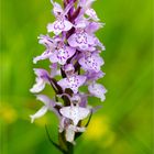 Fuchs’ Knabenkraut (Dactylorhiza fuchsii).. .....