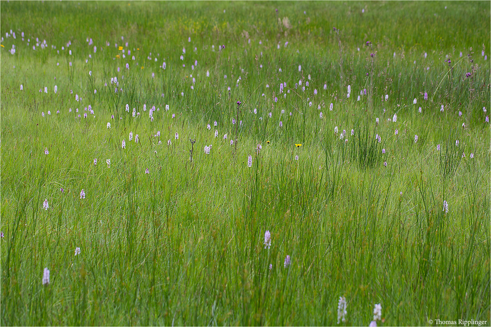 Fuchs’ Knabenkraut (Dactylorhiza fuchsii)