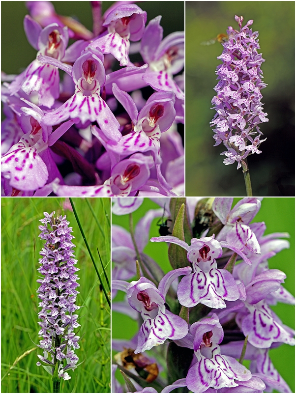 Fuchs’ Knabenkraut (Dactylorhiza fuchsii)