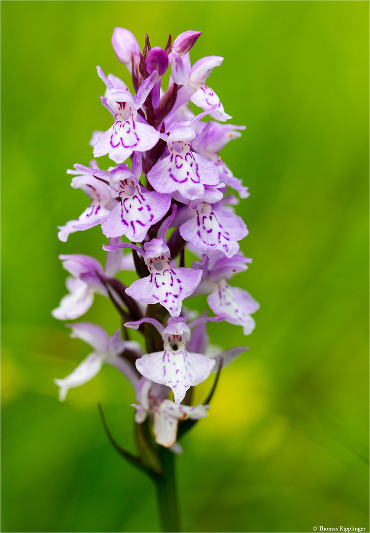 Fuchs’ Knabenkraut (Dactylorhiza fuchsii).. ....