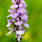 Fuchs’ Knabenkraut (Dactylorhiza fuchsii).. ....